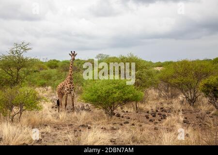 Girafe au Kenya, safari trip Banque D'Images