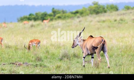 Un antilope d'Elend dans la savane kenyane entre les différentes plantes Banque D'Images