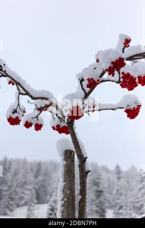 Une branche avec des baies rouges couvertes de neige par un jour couvert, Val Gardena, Dolomites, Italie Banque D'Images