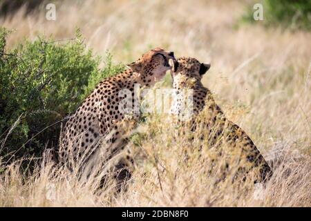 Les cheetahs se brossent les uns les autres après le repas Banque D'Images