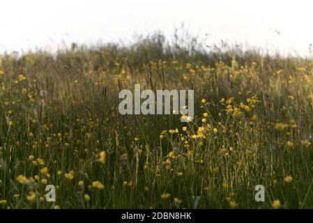 L'herbe longue, les pissenlits et les buttercups entre autres plantes composent cette image de texture de prairie. Accent particulier sur les butterbutterbutter à l'applique ensoleillée. Banque D'Images