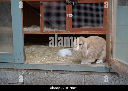 Petit lapin brun clair, beige ou sable nain pays-bas oreille de lop regarde dehors de la huche dans un hangar. Jeu de couleurs bleu sarcelle et orange. Huche de lapin. Banque D'Images
