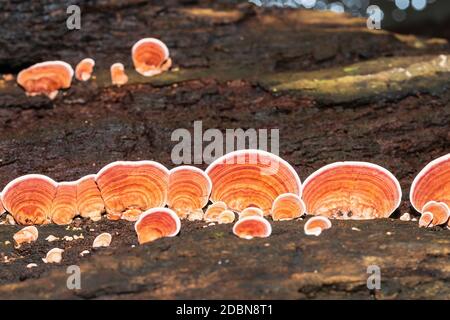 Groupe de Ganoderma Lucidum Mushroom ou Ling Zhi Mushroom on bois dans la forêt tropicale Banque D'Images