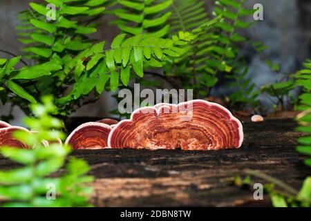 Groupe de Ganoderma Lucidum Mushroom ou Ling Zhi Mushroom on bois dans la forêt tropicale Banque D'Images