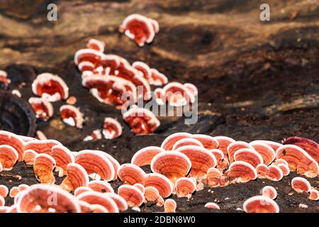 Groupe de Ganoderma Lucidum Mushroom ou Ling Zhi Mushroom on bois dans la forêt tropicale Banque D'Images