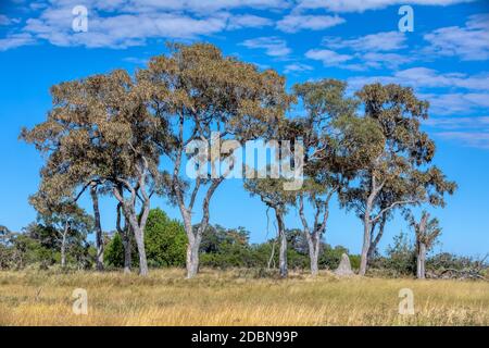 Beau paysage de la Moremi après la saison des pluies, Okavango Delta, Botswana, Afrique désert Banque D'Images