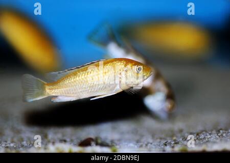 Cichlid Afican jaune électrique - (Labidochromis caeruleus) Banque D'Images