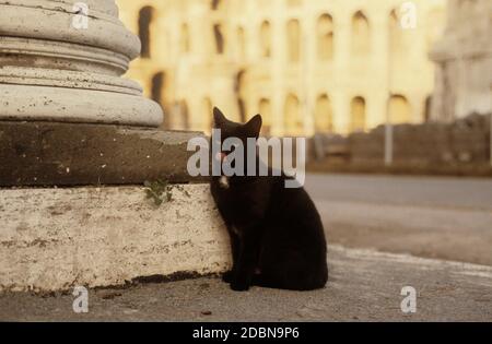 Chat noir à Rome, Gatto Nero a Roma, Colosseo Banque D'Images