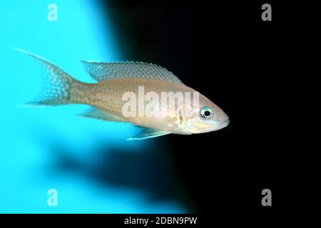 Brichardi Cichlid, Tanganyika africaine poisson de la princesse - (Neolamprologueus brichardi) Banque D'Images