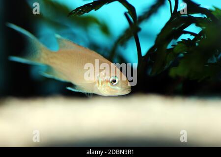 Brichardi Cichlid, Tanganyika africaine poisson de la princesse - (Neolamprologueus brichardi) Banque D'Images