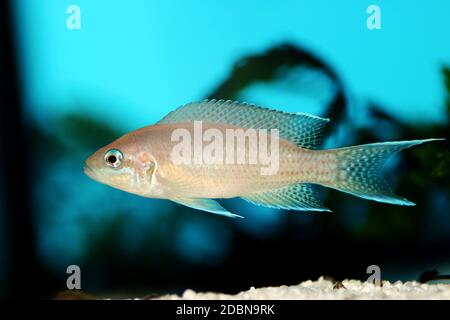 Brichardi Cichlid, Tanganyika africaine poisson de la princesse - (Neolamprologueus brichardi) Banque D'Images