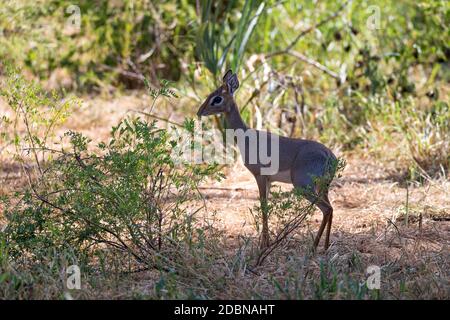 Quelques antilopes indigènes dans la prairie de la savane kenyane Banque D'Images