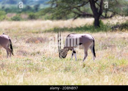 La famille Oryx dans la prairie de la savane kenyane Banque D'Images