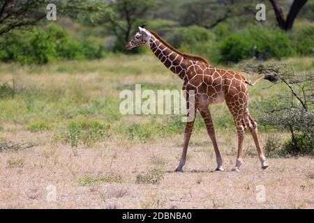 Une girafe à pied dans la savane entre les plantes Banque D'Images