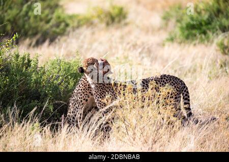 Les cheetahs se brossent les uns les autres après le repas Banque D'Images