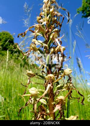 L'allemand wild orchid, orchidée Banque D'Images