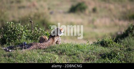 La mère de cheetah avec deux enfants dans la savane kenyane Banque D'Images