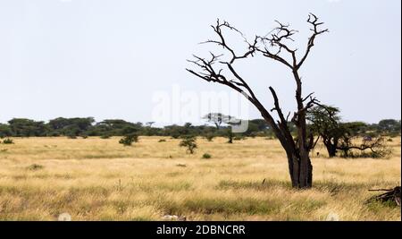 Un arbre sans feuilles au milieu de plantes vertes Banque D'Images