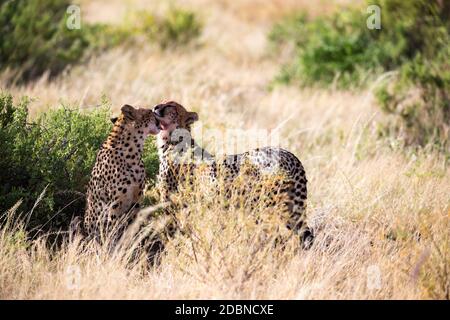 Les cheetahs se brossent les uns les autres après le repas Banque D'Images