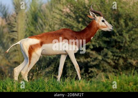 En danger critique d'hommes gazelle dama (Nanger dama), l'Afrique du Nord Banque D'Images