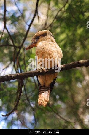 Rire australien Kookaburra dans la nature Banque D'Images