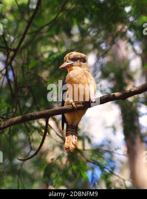 Rire australien Kookaburra dans la nature Banque D'Images