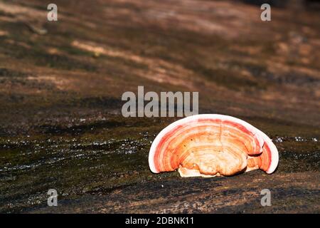 Groupe de Ganoderma Lucidum Mushroom ou Ling Zhi Mushroom on bois dans la forêt tropicale Banque D'Images