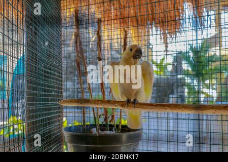 Grand perroquet blanc. Cacatua alba l'oiseau sympathique. Kakaktua tanimabar ou goffin cafatoo cacatua goffiniana oiseau dans la cage sur le dessus mordant le fil. Blanc et Banque D'Images