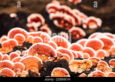 Groupe de Ganoderma Lucidum Mushroom ou Ling Zhi Mushroom on bois dans la forêt tropicale Banque D'Images