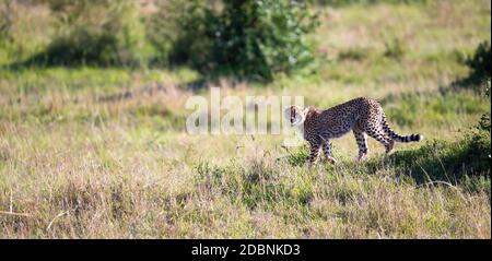 Une guépard marche entre l'herbe et les buissons dans la savane du Kenya Banque D'Images