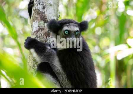 Un lémurien Indri sur l'arbre observe les visiteurs du parc Banque D'Images
