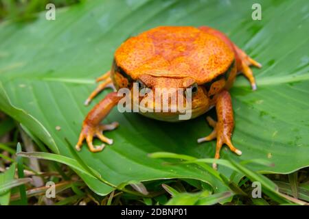 Une grande grenouille orange est assise sur une feuille verte Banque D'Images