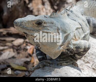Gros plan d'un iguana Yucatan est une espèce de lézard de la famille des Iguanidae, Edzna, Mexique Banque D'Images