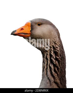 Portrait de belle goose on white Banque D'Images