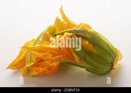 Courgette fleur sur fond blanc Banque D'Images