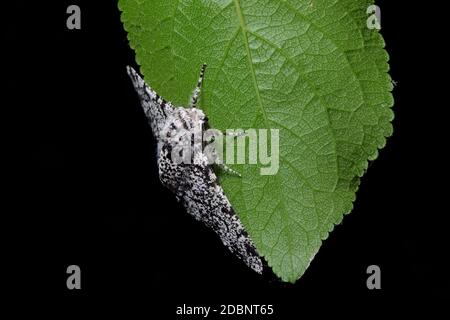 Un arrière-plan noir pur met en évidence une macro détaillée de la répétition d'un corps de papillon poivré, et la structure de la veine d'une feuille vert profond. Banque D'Images