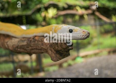 Adulte, personne à la tête de serpent sur branche sèche. Gros plan d'un boa serpent jaune enveloppé autour d'une branche d'arbre et regardant autour. Python albino curieux Banque D'Images