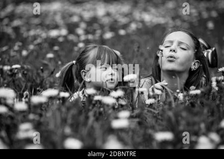 Mignons filles de cinq ans et de onze ans soufflant des graines de pissenlit dans le pré. Photo en noir et blanc. Banque D'Images