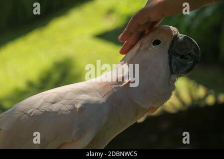 Homme main touchant beau spécimen de coockatoo. Cute Cacatua moluccensis debout sur une branche d'un bois et de ses plumes. Saumon à crête C Banque D'Images