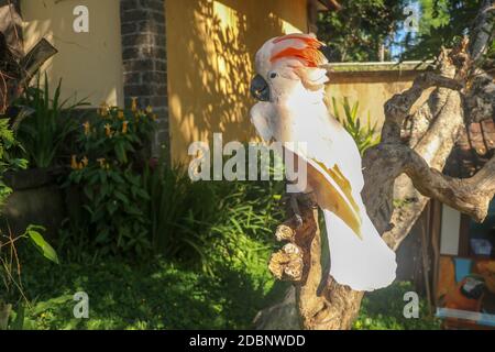 Magnifique perroquet de Cockatoo de Molucan, assis sur une branche sèche et en agitant ses ailes. Mignon saumon-Cockatoo à l'oiseau zoo de Bali. L'un des plus famou Banque D'Images