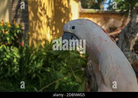 Magnifique perroquet de Cockatoo de Molucan, situé sur une branche sèche au zoo du parc ornithologique de Bali. Cockatoo au saumon avec fleur verte dans son bec. L'un des plus Banque D'Images