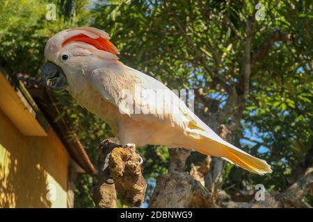 Magnifique Cockatoo saumon-Crested, situé sur une branche sèche au zoo du parc ornithologique de Bali. Molucan Cockatoo, Cacatua moluccensis, crier des adultes. L'un des plus Banque D'Images