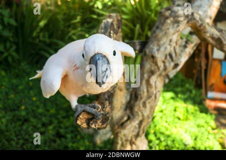 Magnifique Cockatoo saumon-Crested, situé sur une branche sèche au zoo du parc ornithologique de Bali. Molucan Cockatoo, Cacatua moluccensis, crier des adultes. L'un des plus Banque D'Images