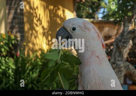 Magnifique perroquet de Cockatoo de Molucan, situé sur une branche sèche au zoo du parc ornithologique de Bali. Cockatoo au saumon avec fleur verte dans son bec. L'un des plus Banque D'Images