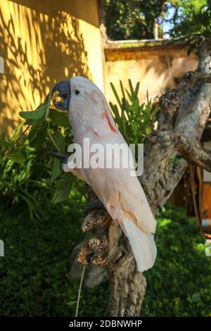 Magnifique perroquet de Cockatoo de Molucan, situé sur une branche sèche au zoo du parc ornithologique de Bali. Cockatoo au saumon avec fleur verte dans son bec. L'un des plus Banque D'Images