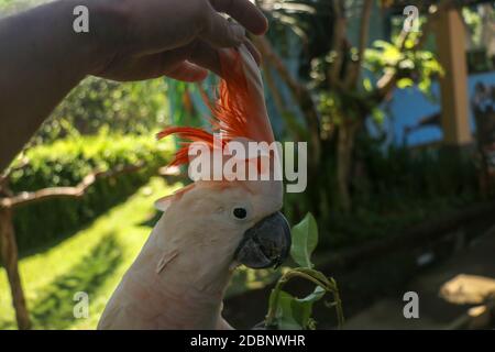 Homme main touchant beau spécimen de coockatoo. Cute Cacatua moluccensis debout sur une branche d'un bois et de ses plumes. Saumon à crête C Banque D'Images