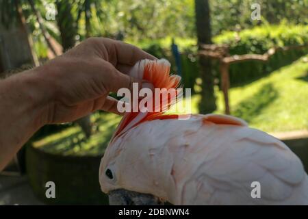 Homme main touchant beau spécimen de coockatoo. Cute Cacatua moluccensis debout sur une branche d'un bois et de ses plumes. Saumon à crête C Banque D'Images