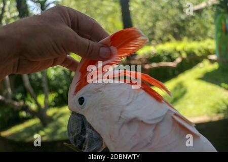 Homme main touchant beau spécimen de coockatoo. Cute Cacatua moluccensis debout sur une branche d'un bois et de ses plumes. Saumon à crête C Banque D'Images