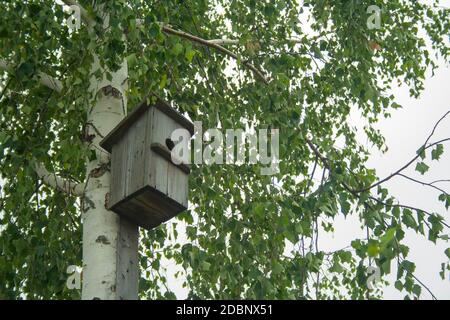 Un ancien mangeoire à oiseaux faite à la main sur un arbre de bouleau Banque D'Images