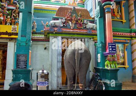 Pondichéry, Inde du Sud - 30 octobre 2018 : un éléphant entre dans un temple hindou Arulmigu Manakula Vinayagar dans le territoire de l'Union de Puducerisier Banque D'Images